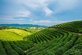 智慧茶園管理系統介紹